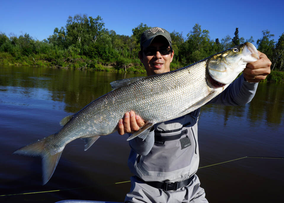 The author's Sheefish caught on the Aniak River in Alaska on a small silver spinner