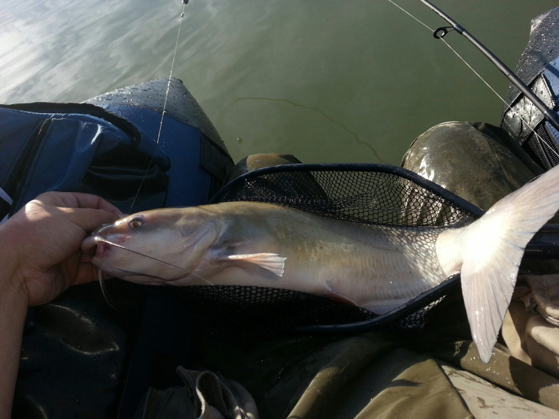 A healthy Channel Catfish caught from a float tube, which is probably the funnest way to catch them.