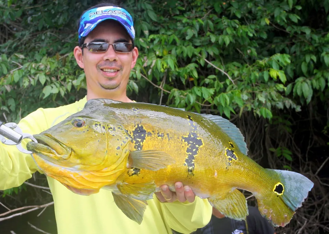 Peacock Bass caught in Brazil on a Heddon Zara Spook.  Note how this subspecies has a deeper body.