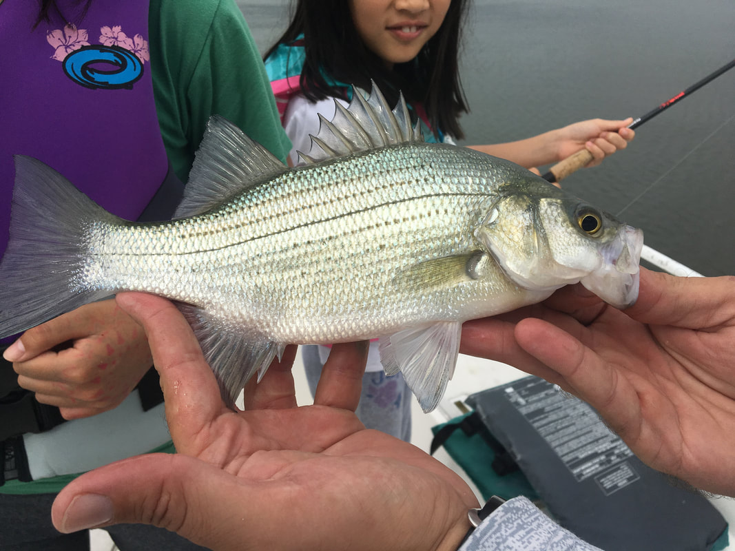 White Bass caught on Lake Livingstone, Texas