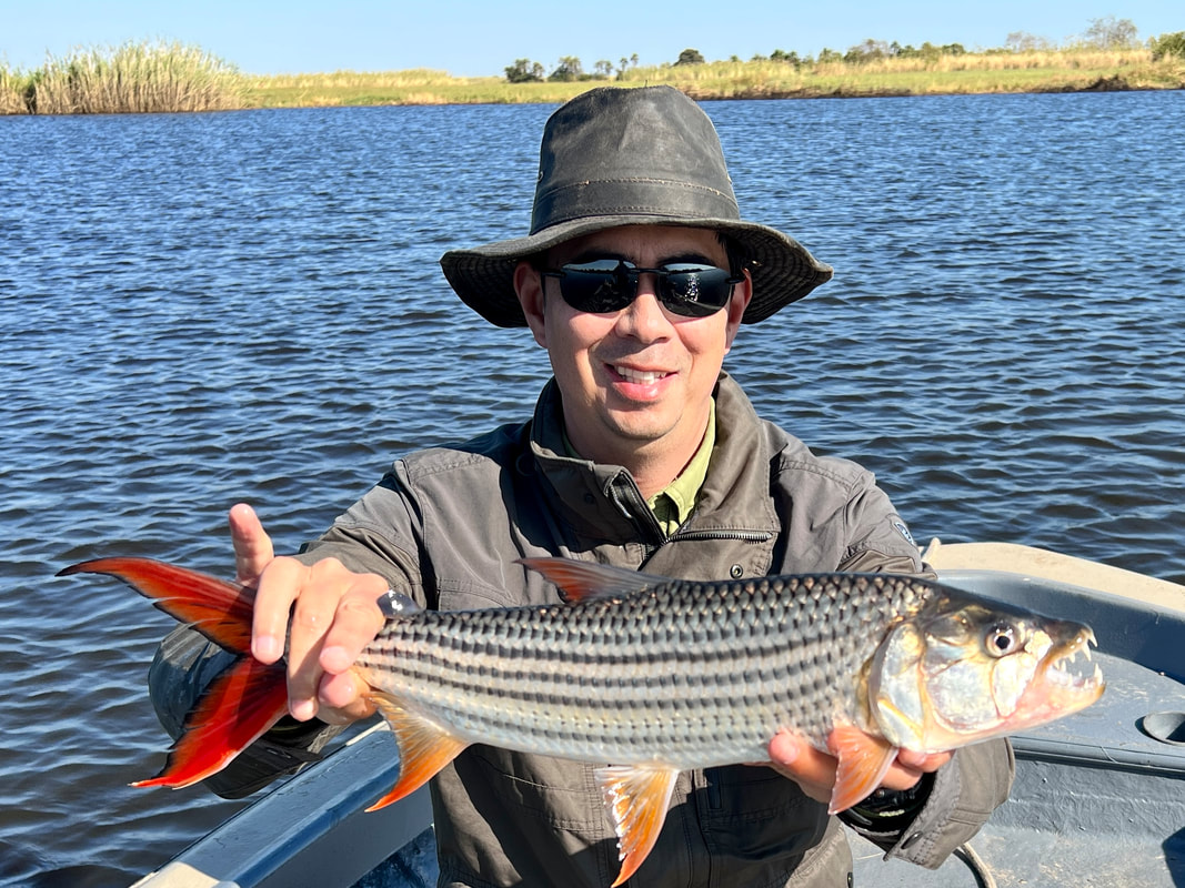 An example of H. vittatus from Botswana. My first Tigerfish