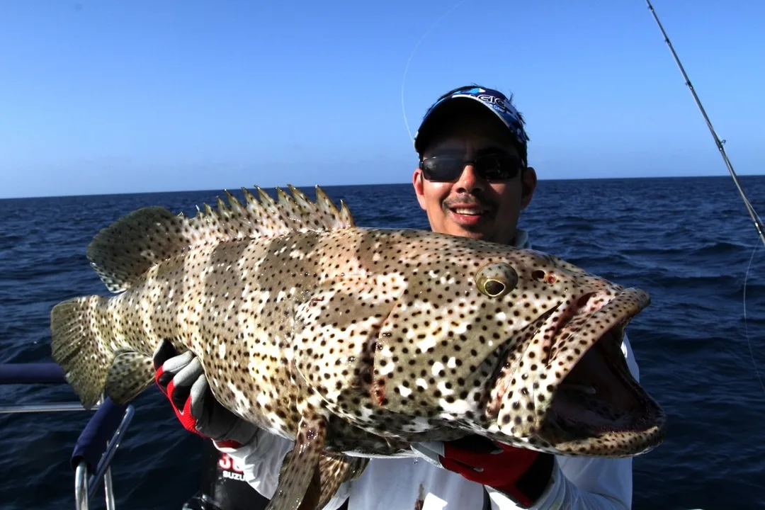 The author's Malabar Cod, distinguished from the similar Estuary Cod by it's black spots