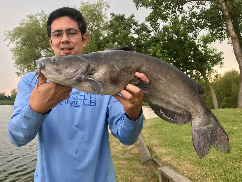 A healthy Channel Catfish caught from the bank.