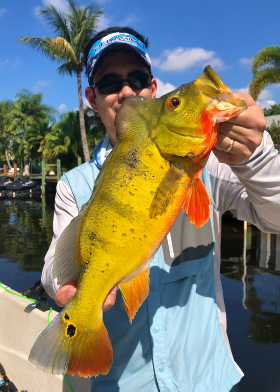 Peacock Bass