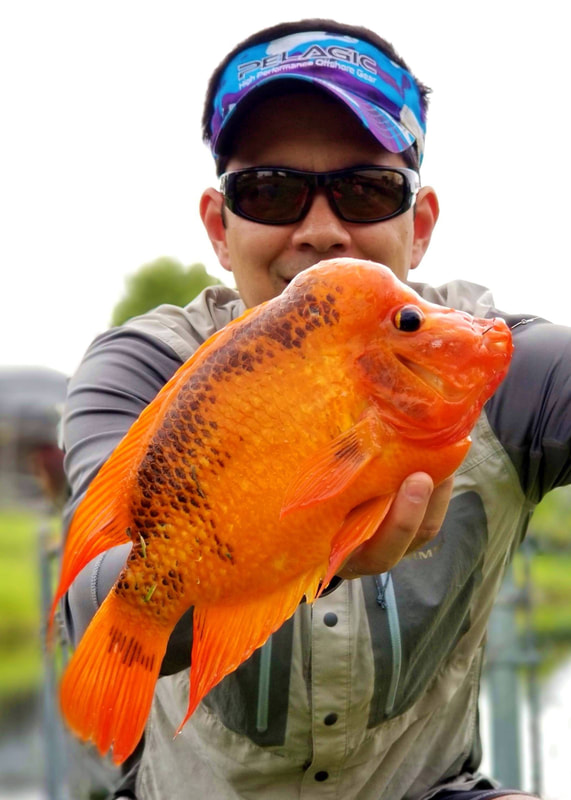 A Midas Cichlid with a nuchal hump caught on bread in Miami.