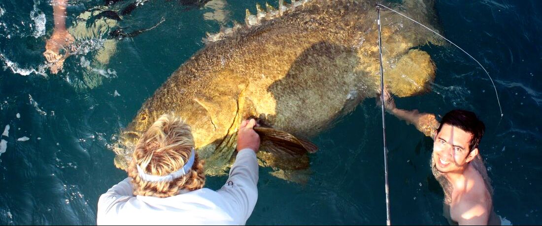 How to catch Broomtail Grouper - How To Catch Any Fish