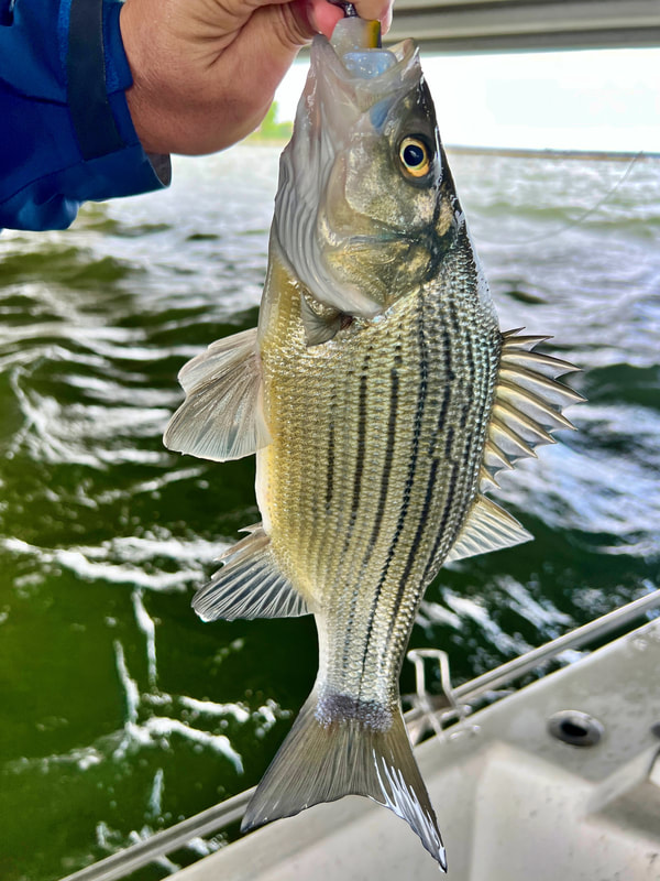 The White Bass' lesser known cousin, the Yellow Bass. This is a pretty large one.