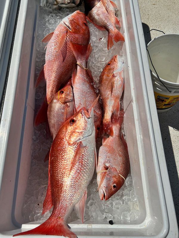 A nice cooler of Red Snapper caught in the Gulf of Mexico