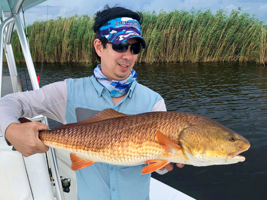Beautiful marsh Redfish