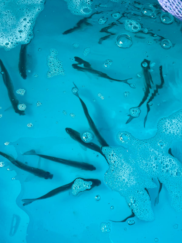 A bait tank with live Gizzard Shad, a Striper favorite