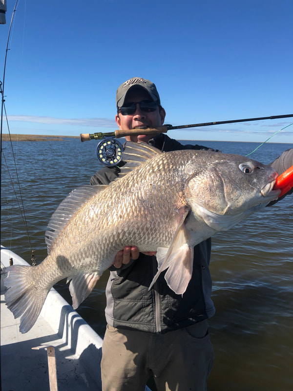 Nice Black Drum caught on a fly.  It can be done if you can see them, but they won't go very far to chase the fly.