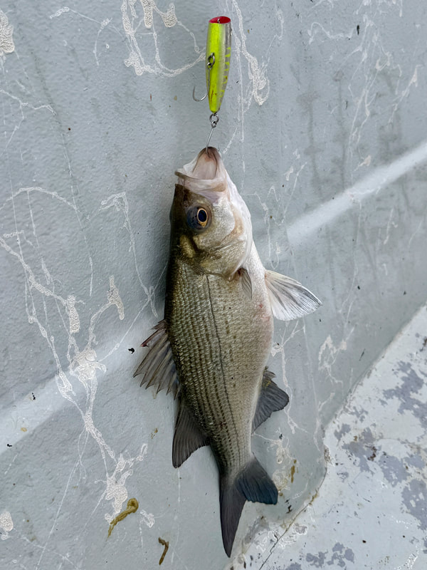 If you get really lucky, you can find White Bass crashing baits on top and catch them on small topwaters like this popper