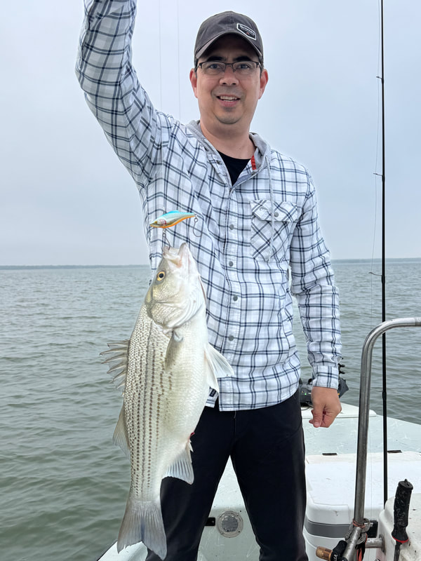 This fine Hybrid Striped Bass fell for a Rattlin Rapala in Lake Richland Chambers in Texas