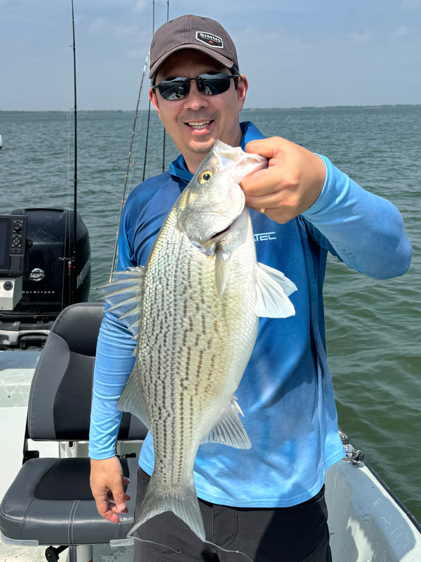 A nice chunky Hybrid caught in Texas on a shad