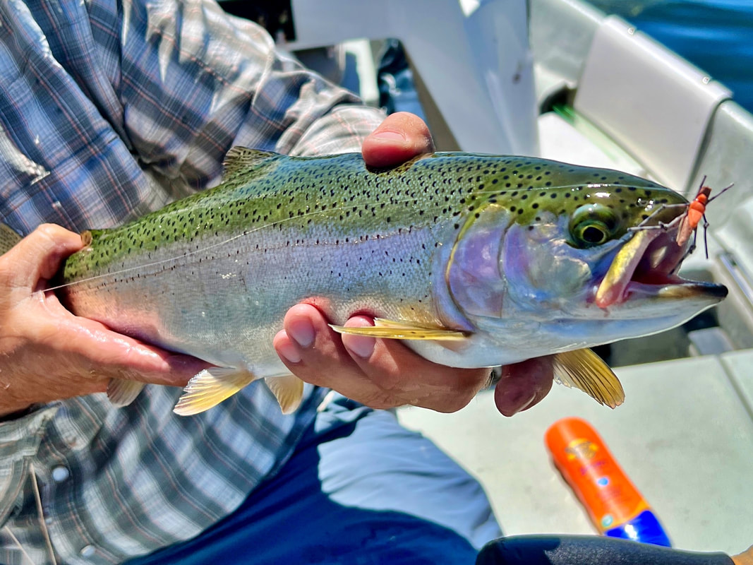 Rainbow Trout caught on a hopper