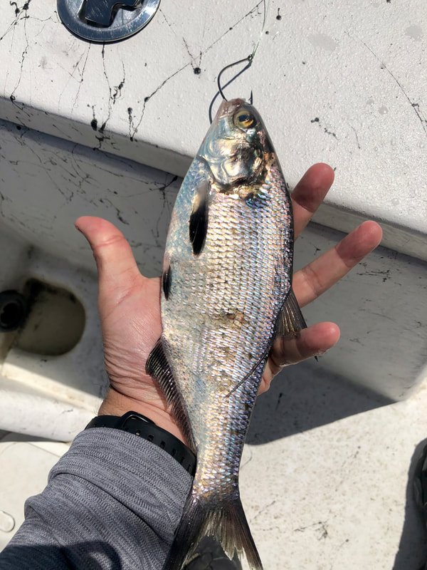 Big Stripers like big baits