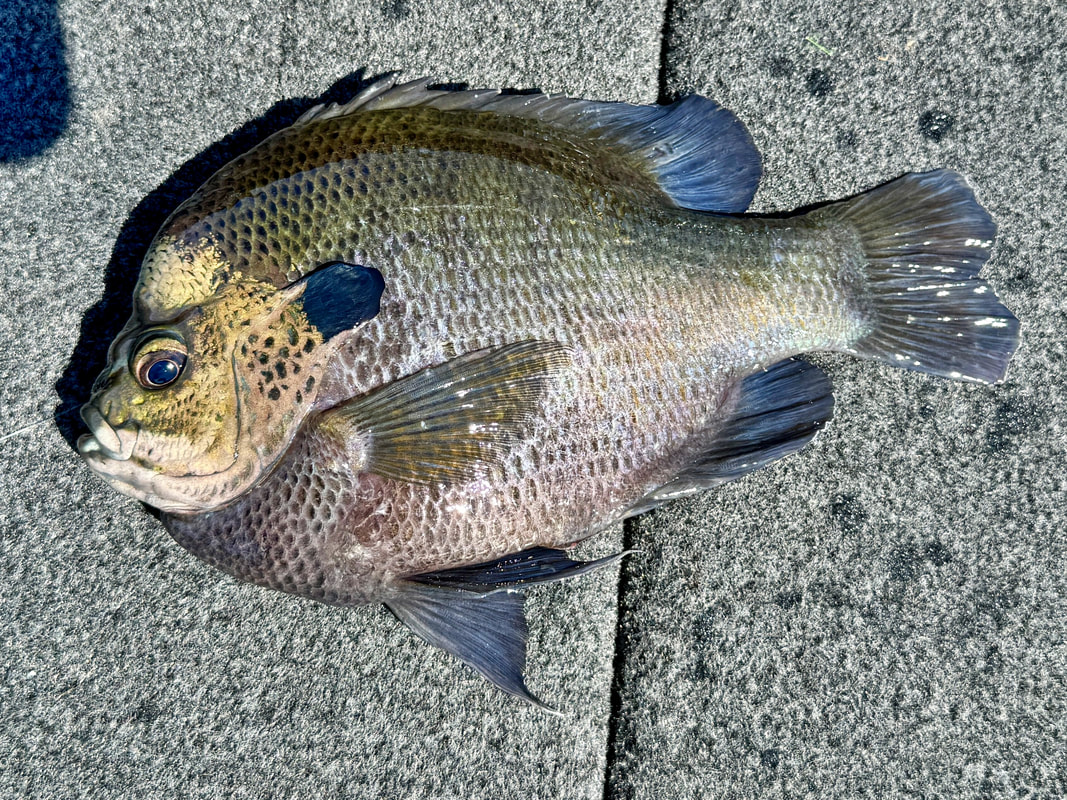 A big Coppernose subspecies caught on a small plastic worm in Texas