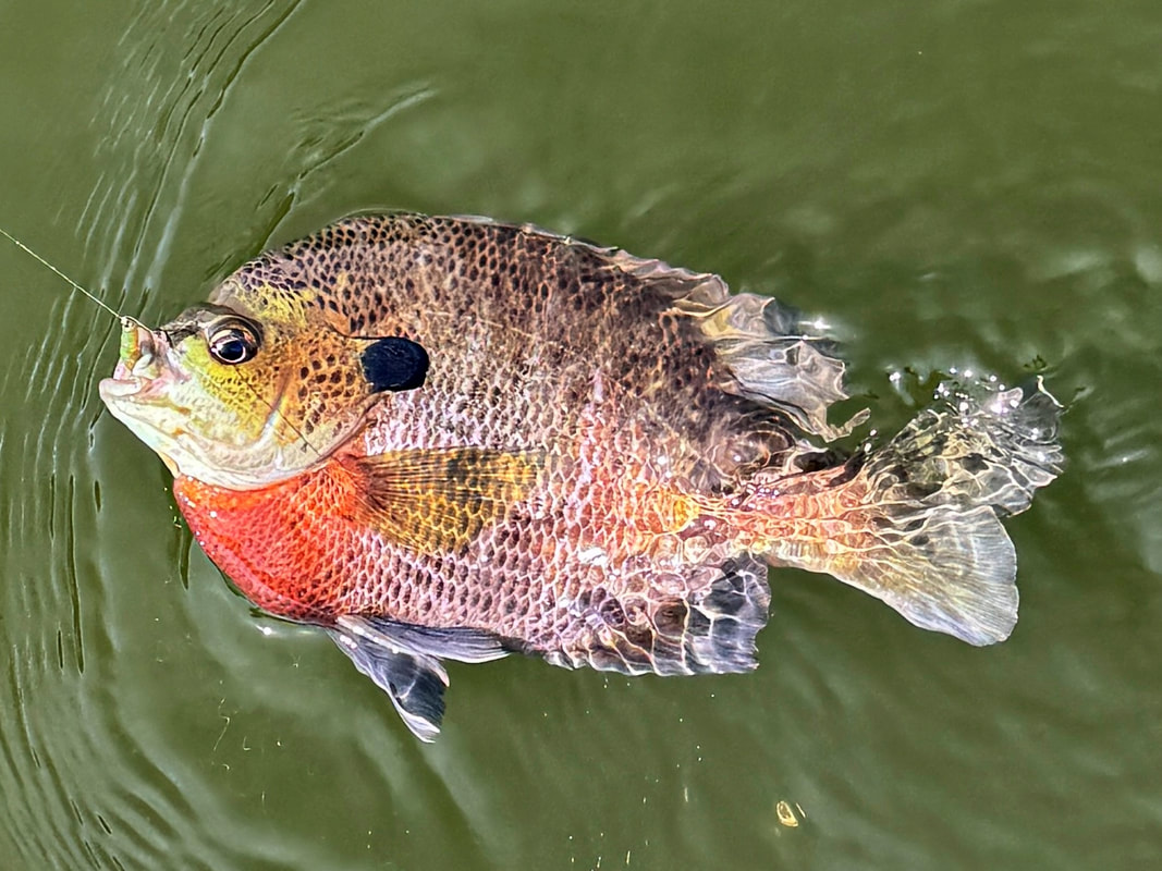 A colored-up Bluegill in spawn