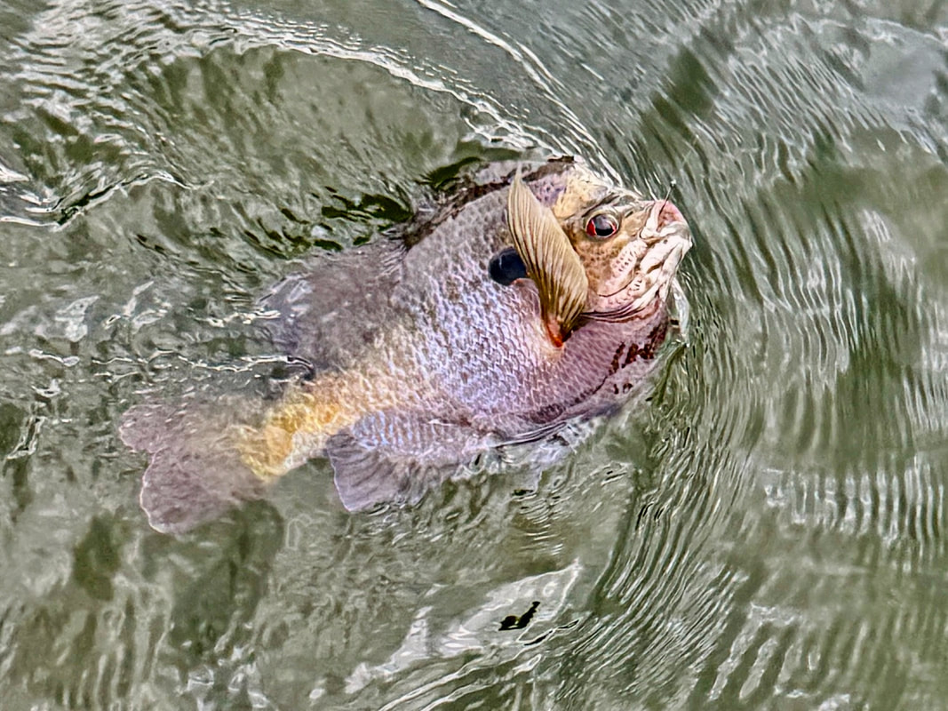 A beautiful purple and yellow Bluegill