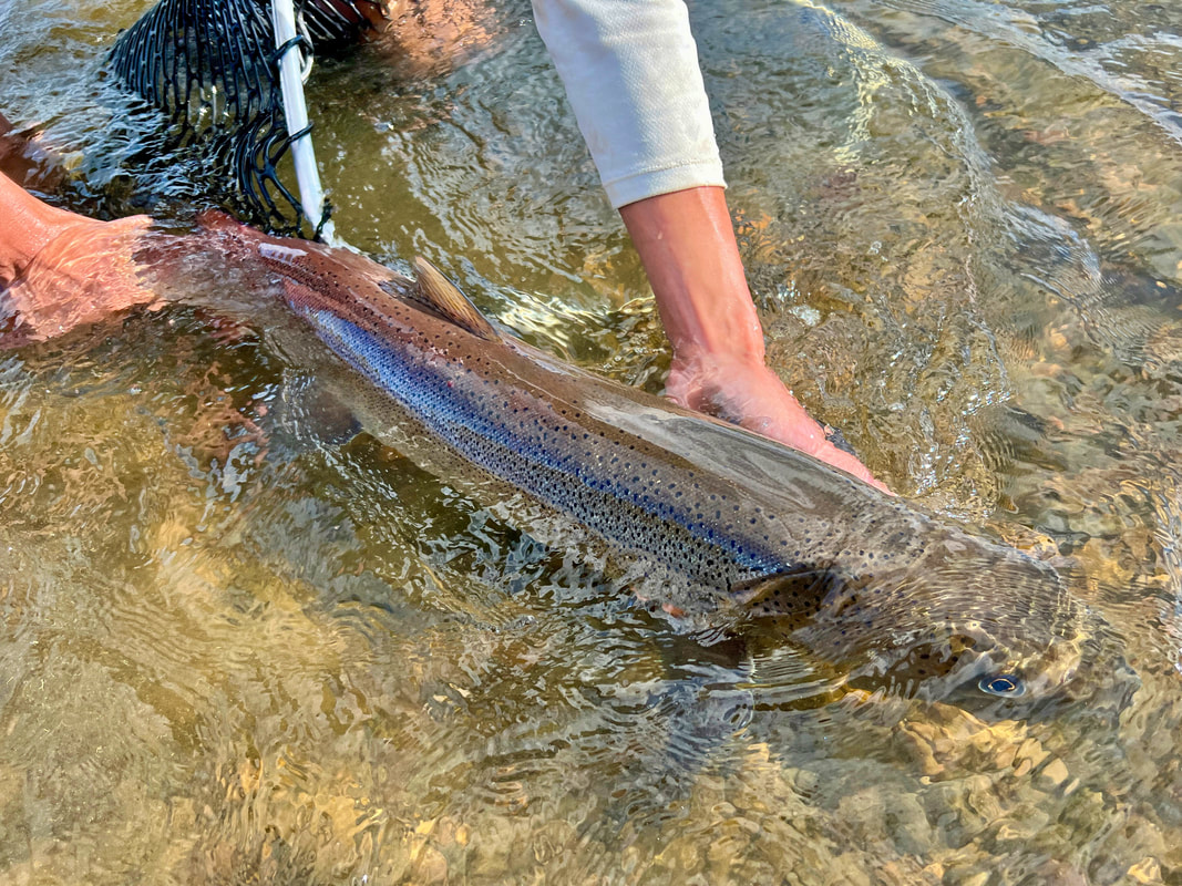 Releasing a beautiful Taimen in Mongolia