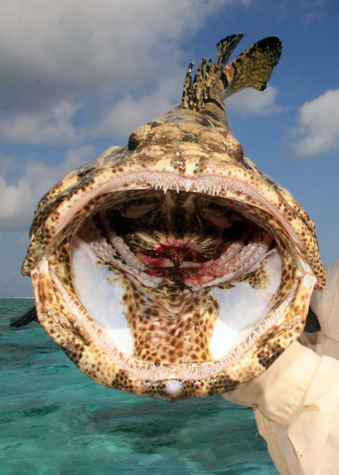 Cod have enormous mouths relative to their size and are not afraid to try to swallow anything that will fit.