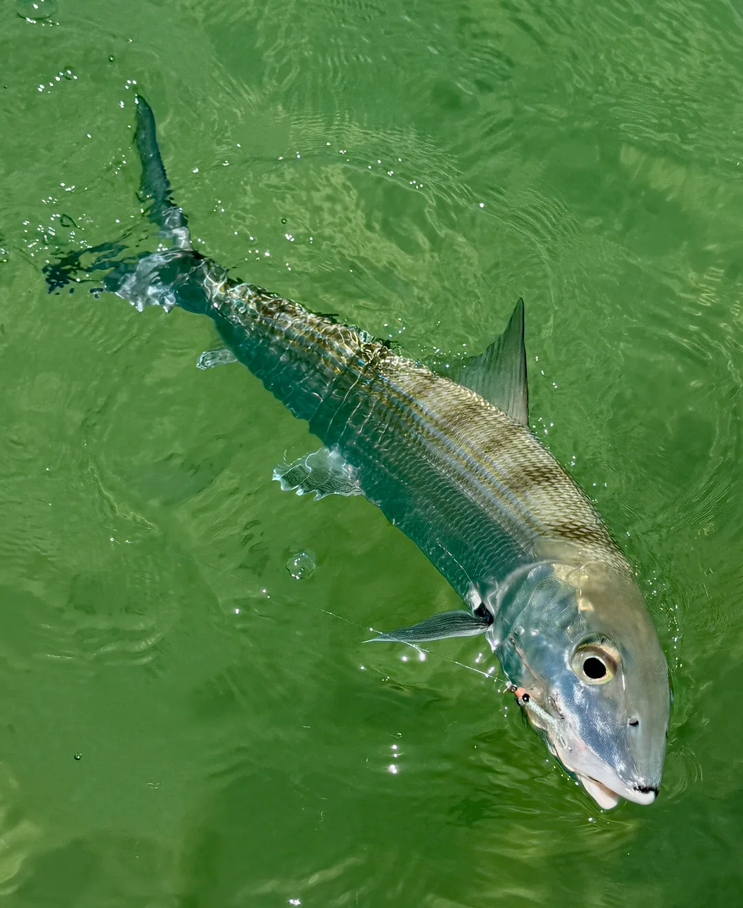 A beautiful Belizean Bonefish comes to the boat