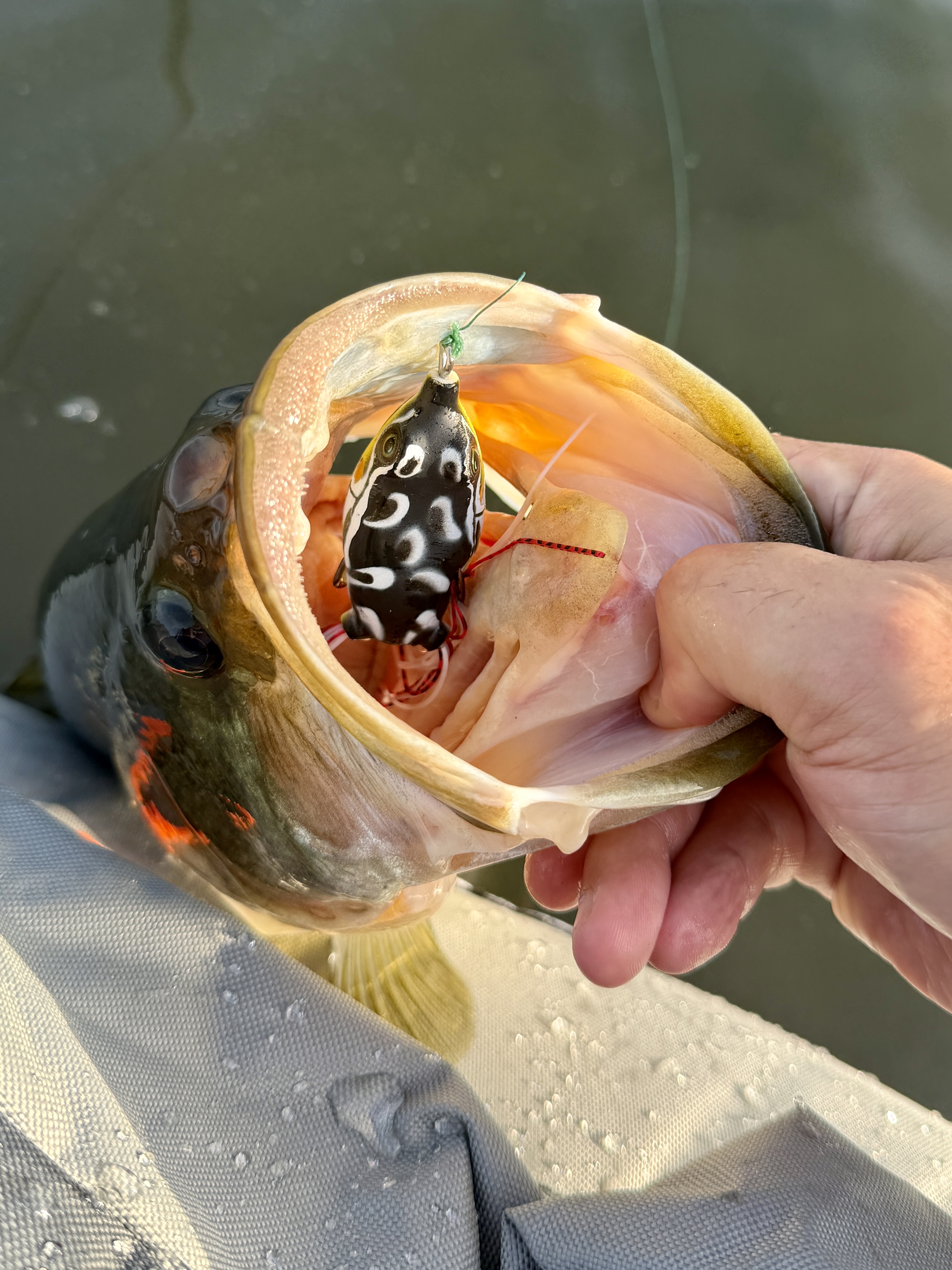 Largemouth Bass caught on a topwater frog