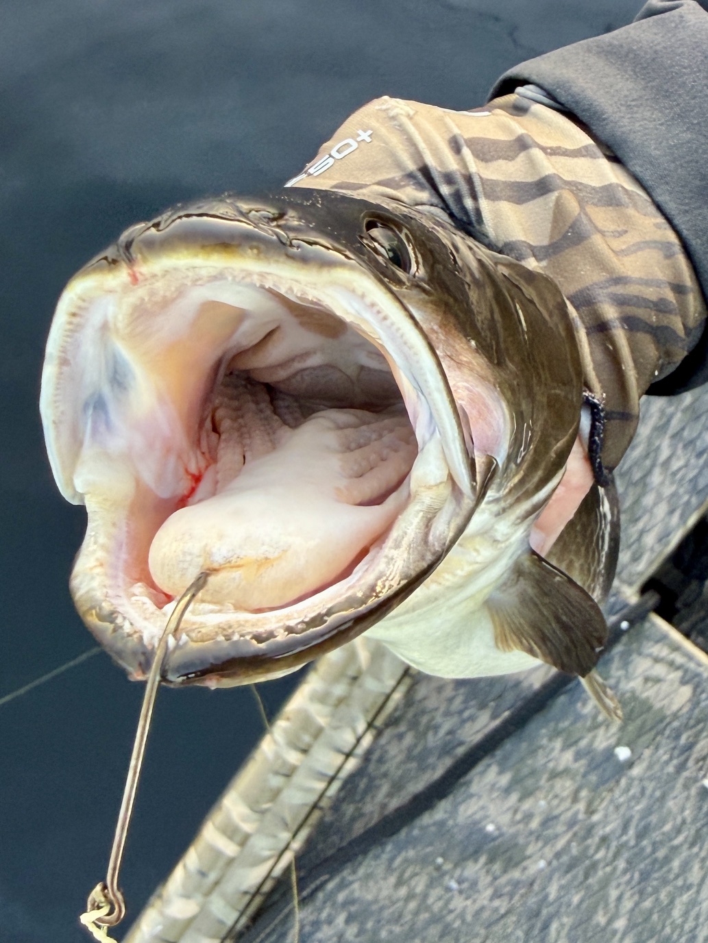 Bowfin mouth
