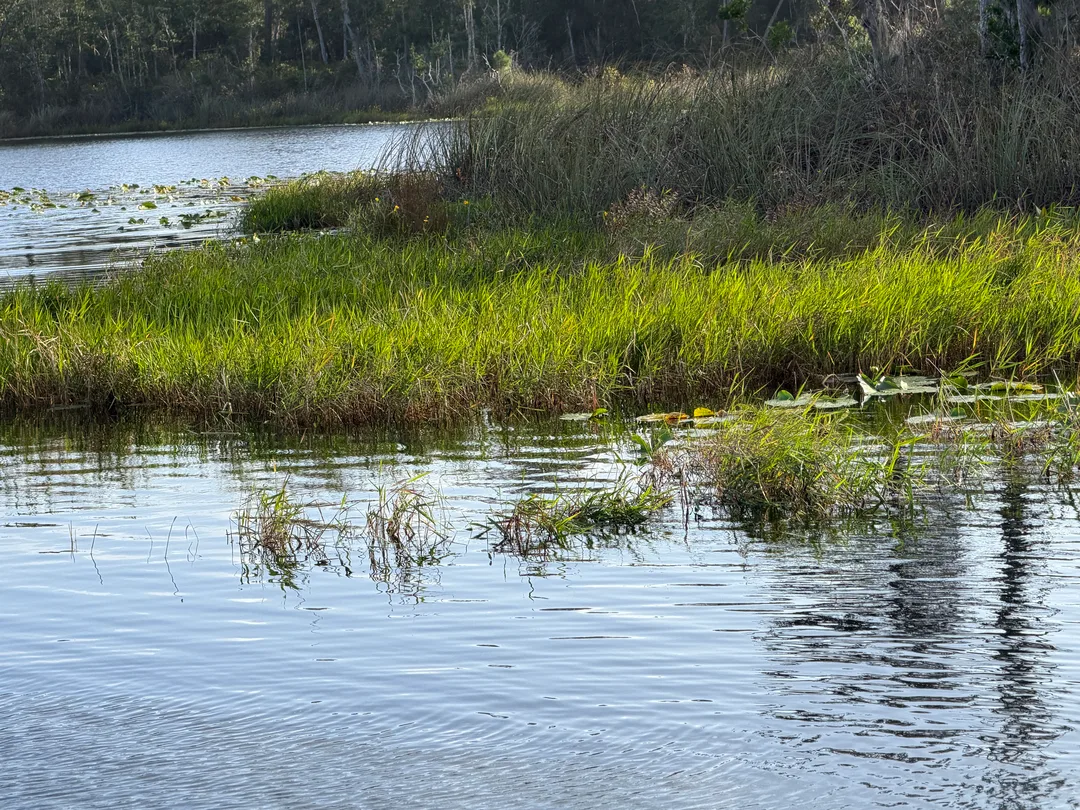 Bowfin habitat