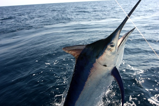 The author's Black Marlin in Puerto Vallarta Mexico