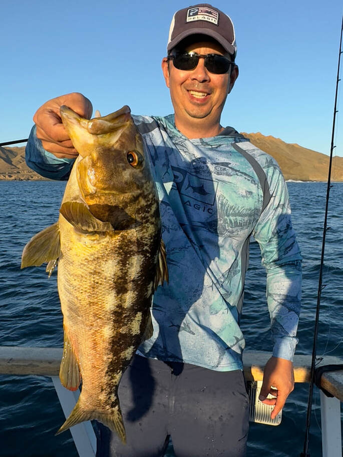 A big Calico Bass caught on a Big Hammer swimbait in Halloween color off the coast of Baja