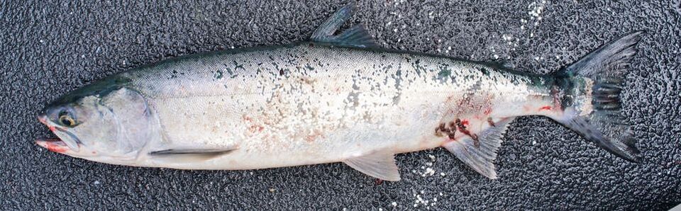 An ocean-caught Pink Salmon caught in Alaska.  Note it is almost completely silver.