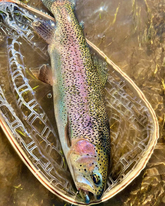 A beautiful Rainbow caught on a nymph in the Conejos River, Colorado.  Note the plastic net, which causes less harm to the fish
