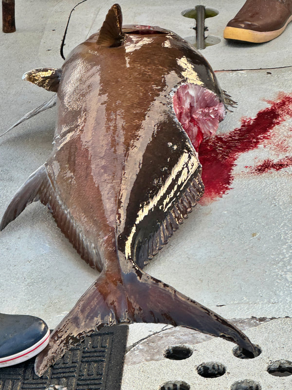 A big Almaco Jack that mostly made it to the boat