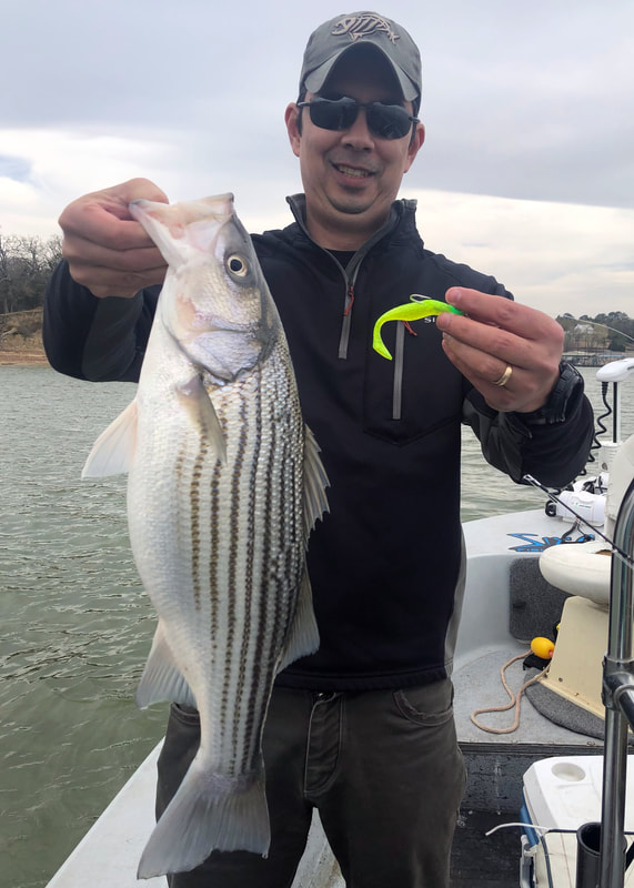 Chunky Striper caught on a Sassy Shad swimbait in Lake Texoma, Texas