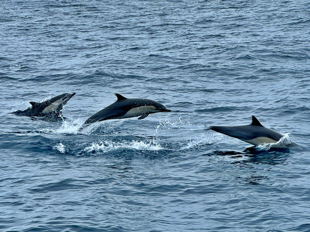 Dolphins and porpoise were frequently sighted all throughout the trip