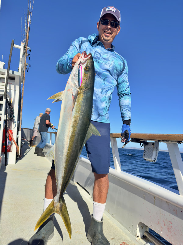 A Yellowtail caught on the Shout Flash 150 fast pitch jig and medium spinning rod