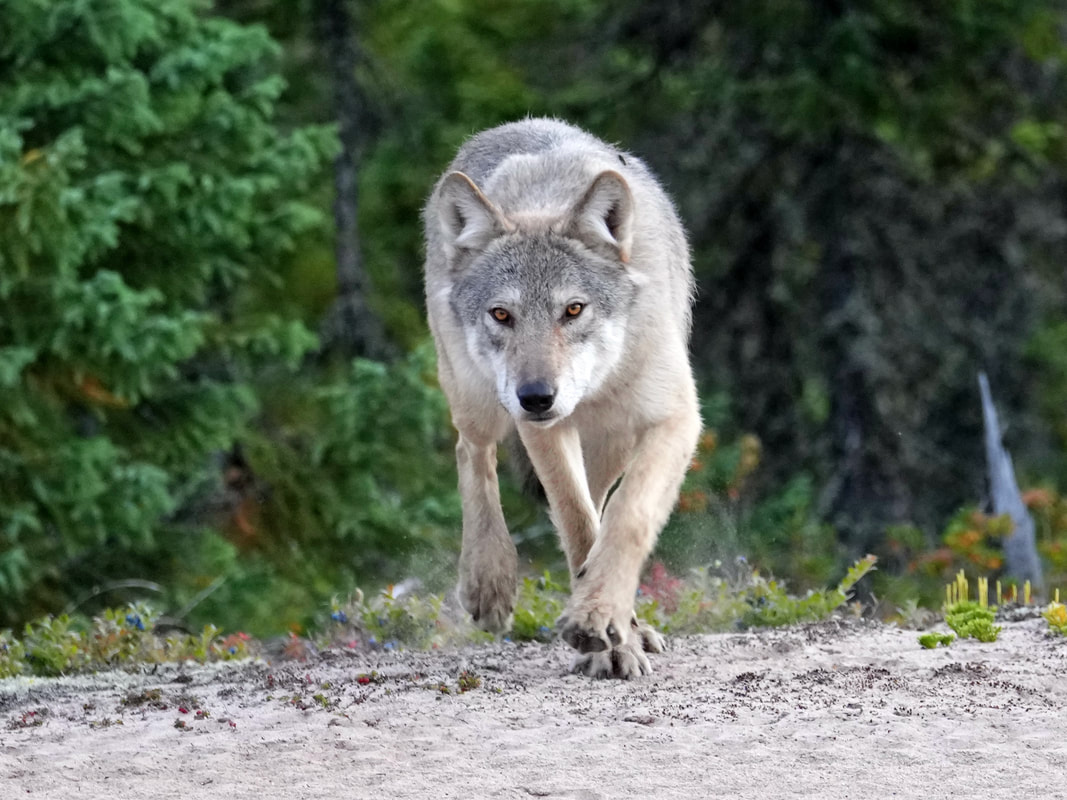 Male wolf