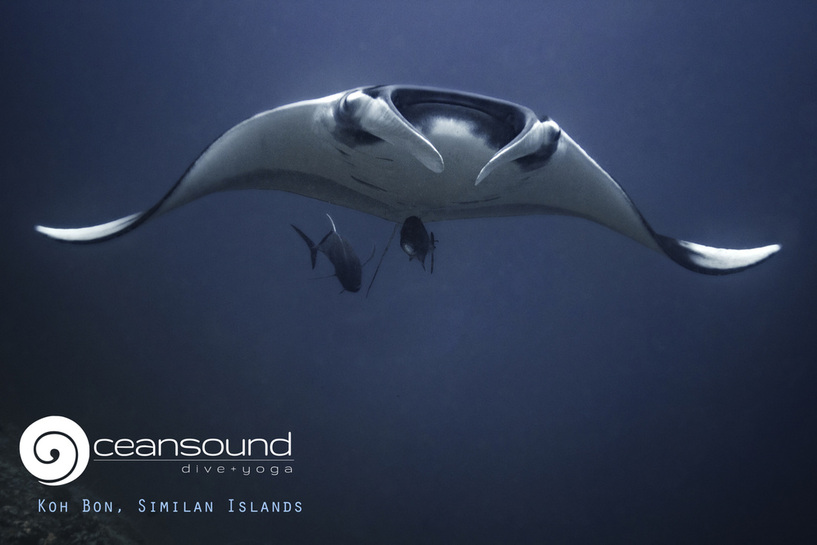manta ray swims toward divers at koh bon