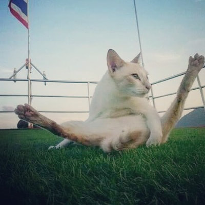 ocean sound boat cat cleaning himself
