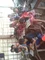 carousel chooser