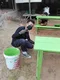 carousel chooser