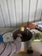 carousel chooser