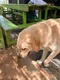carousel chooser