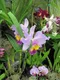 carousel chooser