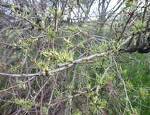 Group 9 glyphosate damage witchesbroom on choke cherry tree