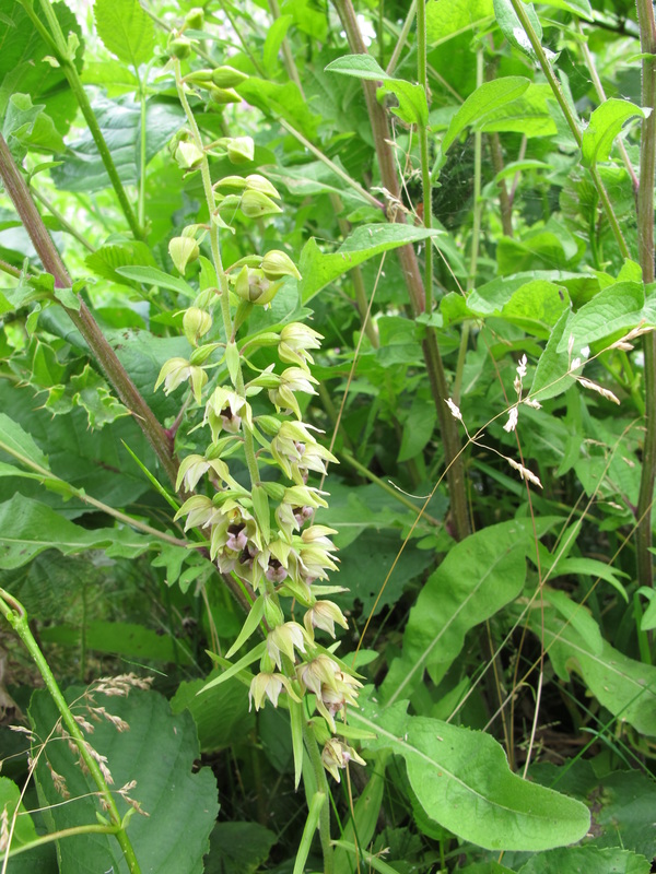 Broad-leaved Helleborine Epipactis helleborine