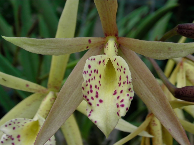 Brassavola Cattleya Hot Spice