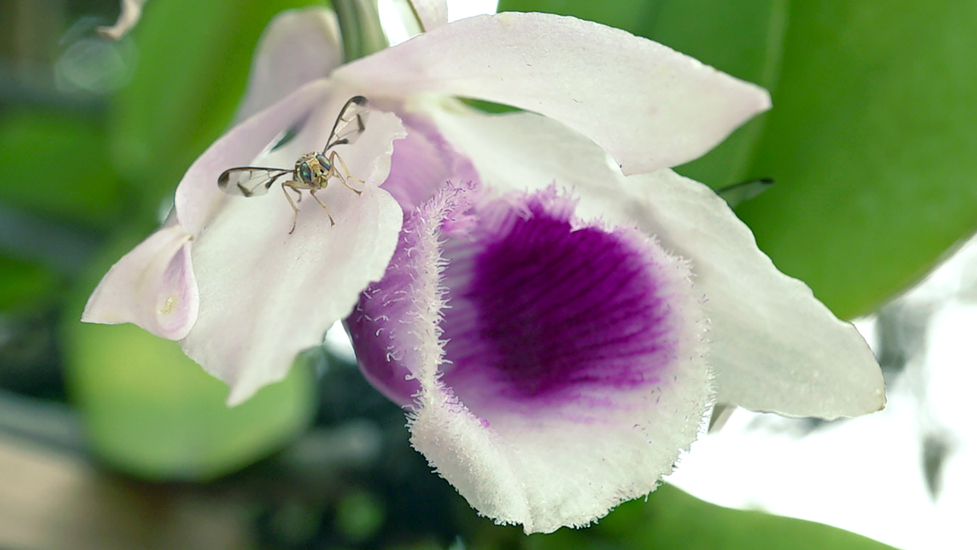 Such a Simp! The Dendrobium anosmum emits a sweet raspberry smell (raspberry ketone) that acts as precursors to the male Bactrocera flies' pheromones. The fly eagerly consume these compounds directly from the flower tissue. This boosts the fly's mating success by maximizing the potency of its sex pheromones to attract females.