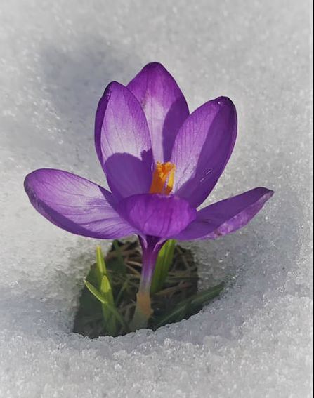 Crocus in the snow